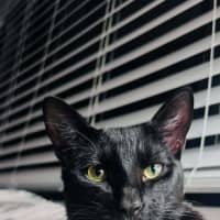 Photo of Jingles