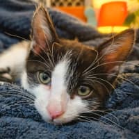 Photo of Goose 