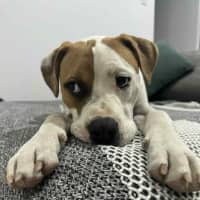 Photo of Marty   7 Month Old American Bulldog X