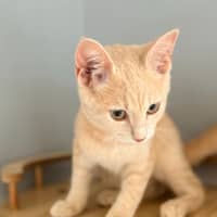 Photo of Dexter