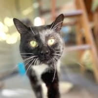 Photo of Whiskers