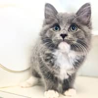 Photo of Fuzzy Fireball