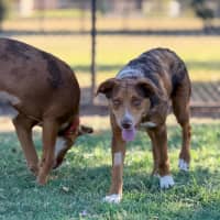 Photo of Ember