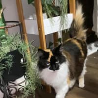 Photo of Dolly Purrton