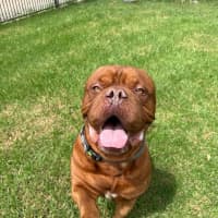 Photo of Bosco