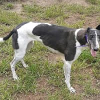 Photo of Luka, The Greyhound 