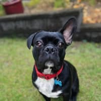 Photo of Winston