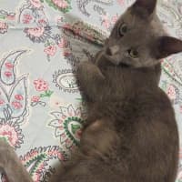 Photo of Puss Puss   1 Year Old Russian Blue