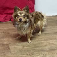 Photo of Choccy