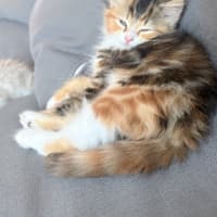 Photo of Milkshake & Matcha