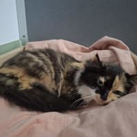 Photo of Aurora