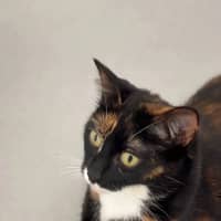 Photo of Millie