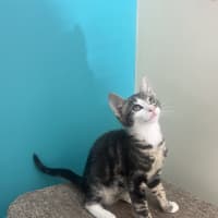 Photo of Cheeto   Now At Pet Quarters Rutherford