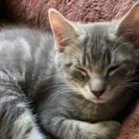 Photo of Ranger *9 Lives Project Rescue*