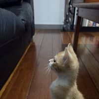 Photo of Crumpet