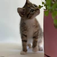 Photo of Boots