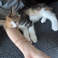 Photo of Jalapeno & Mozzarella