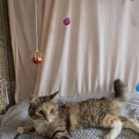 Photo of Honey Nee Stripes