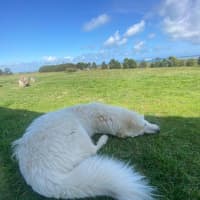 Photo of Lollie
