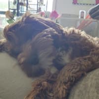Photo of Lucy