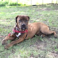Photo of Ruby