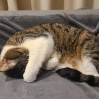 Photo of Poppi
