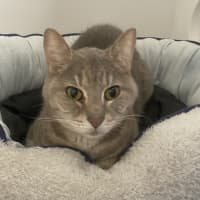 Photo of Asher