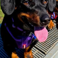 Photo of Kip   2 Year Old Cattle Dog X Dachshund