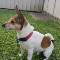 Photo of Tj   4 Year Old Jack Russell