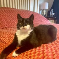 Photo of Spitfire