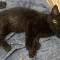 Photo of Smudge