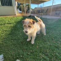 Photo of Darla (Jess)