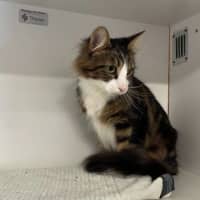 Photo of Goose 