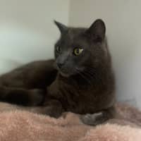 Photo of King Louie (0617)