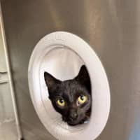 Photo of Smokie