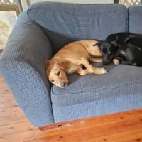 Photo of Lily   10 Month Old Beagle X Kelpie