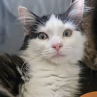 Photo of Sienna   Located In Wallan