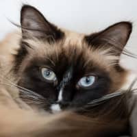 Photo of Scarlet
