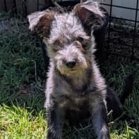 Photo of D1241 Licorice