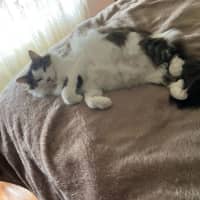 Photo of Whiskers *9 Lives Project Rescue*