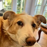 Photo of Chloe   5 Year Old Border Collie