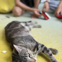 Photo of Luna *9 Lives Project Rescue*