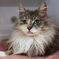 Photo of London Sta012877