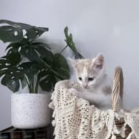 Photo of Peaches 🪷