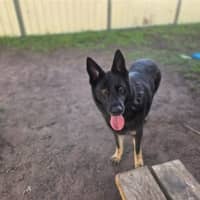 Photo of Rover
