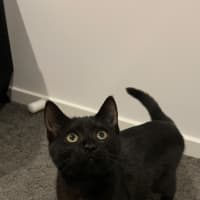 Photo of Peanut & Pickle
