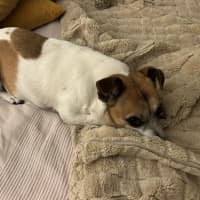 Photo of Shadow Quinell