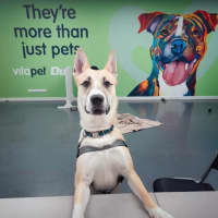 Photo of Bella