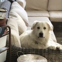 Photo of Bailey   14 Month Old Maremma