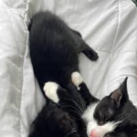 Photo of Clyde